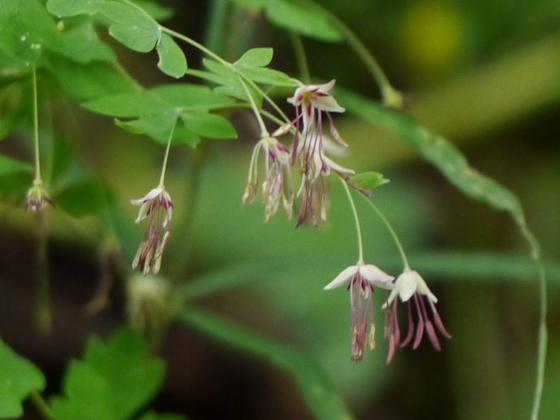 Leafy Meadow-rue (Thalictrum foliolosum)