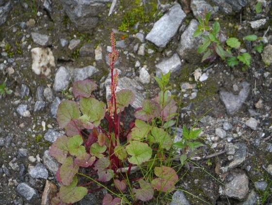 Mountain Sorrel (Oxyria digyna)