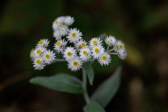 Pearly Everlasting (Anaphalis triplinervis)