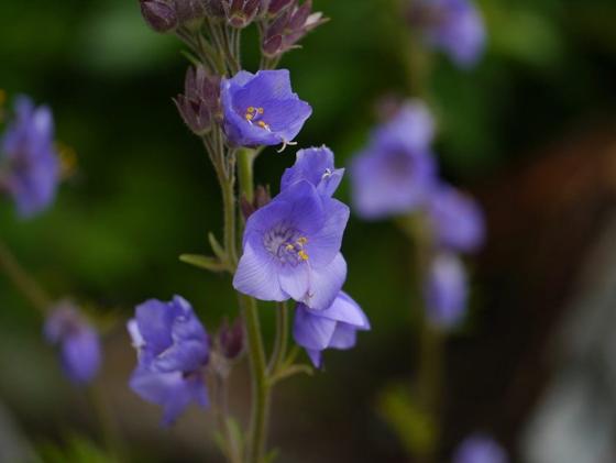 Himalayan Jacob's Ladder (Polemonium caeruleum subsp. himalayanum)