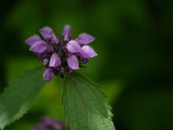 Purple Mountain Torchwort (Phlomoides bracteosa)