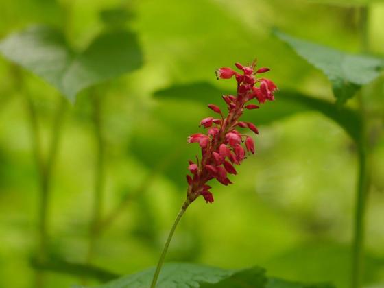 Red Bistort (Bistorta amplexicaulis)