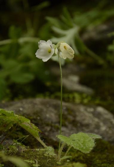 Reid's Primrose (Primula reidii)
