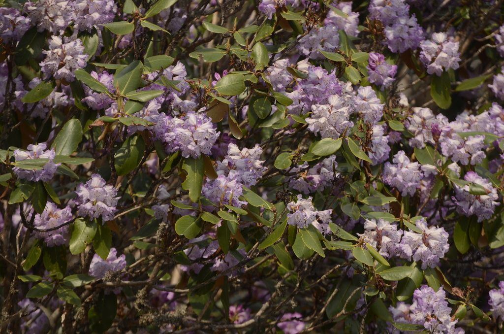 Rhododendron (Buras) (Rhododendron campanulatum), photographed in Dharchula, Uttarakhand, India