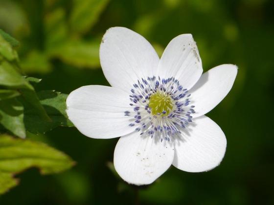 Riverside Windflower (Eriocapitella rivularis)