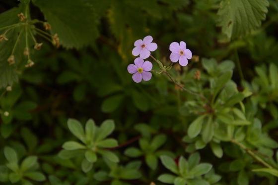 Rock Jasmine (Androsace sarmentosa)