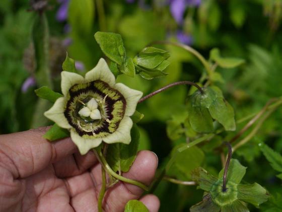 Round-leaved Codonopsis (Codonopsis rotundifolia)