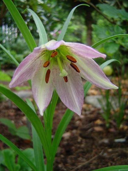 Royle's Lily (Lilium oxypetalum (= Nomocharis oxypetala))