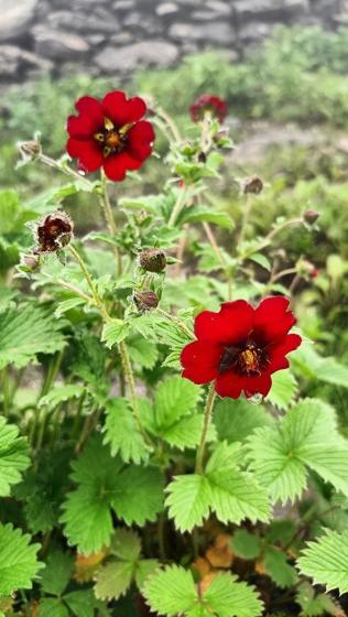 Ruby Cinquefoil (Potentilla atrosanguinea)