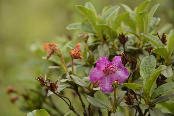 Scaly Rhododendron (Rhododendron lepidotum)