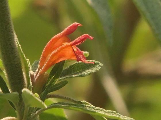 Scarlet Colquhounia (Colquhounia coccinea)