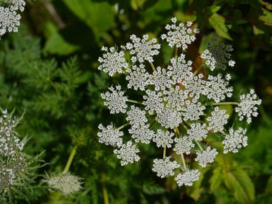 Wallich's Milk Parsley (Ligusticopsis wallichiana)