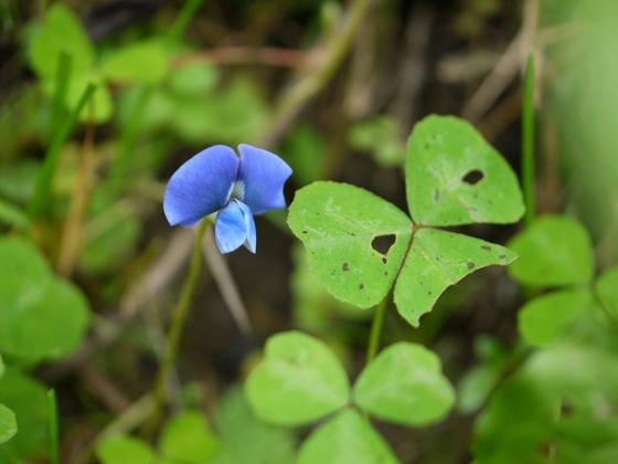 Shamrock Pea (Parochetus communis)