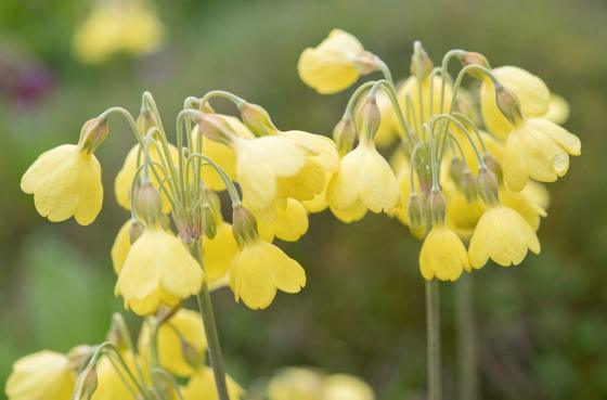Sikkim Cowslip (Primula sikkimensis)