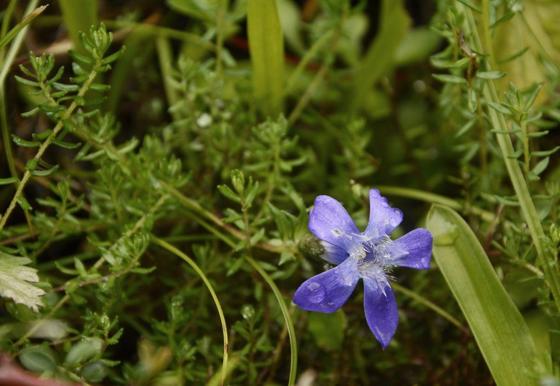 Small-leaved Cyananthus (Cyananthus microphyllus)