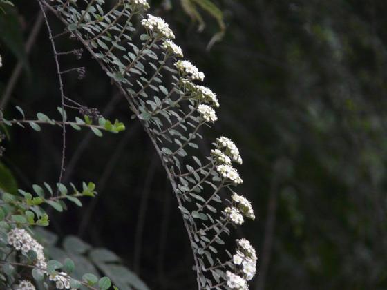 Himalayan Spiraea (Spiraea canescens)