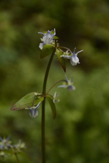 Spurred Gentian (Halenia elliptica)