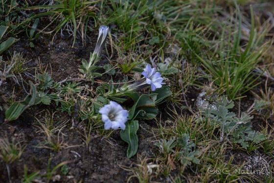 Large Pale Gentian (Gentiana stipitata)