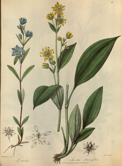 Chirata (Swertia chirayita)