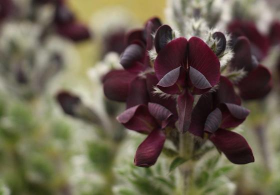 Black Pea (Thermopsis barbata)