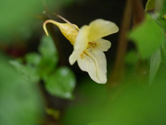 Three-horned Balsam (Impatiens tricornis)