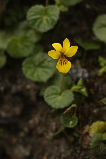 Twin-flowered Violet (Viola biflora)