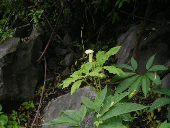 Whipcord Cobra Lily (Arisaema tortuosum)