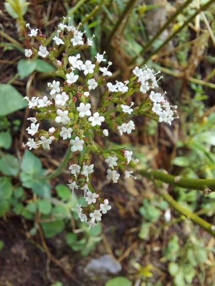 Indian Valerian (Tagar) (Valeriana jatamansi)