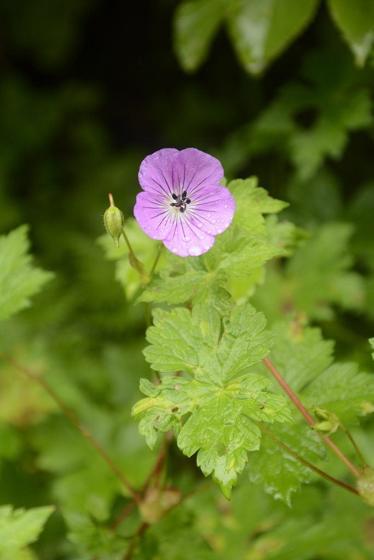 Wallich's Geranium (Geranium wallichianum)