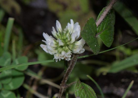 White Clover (Trifolium repens)