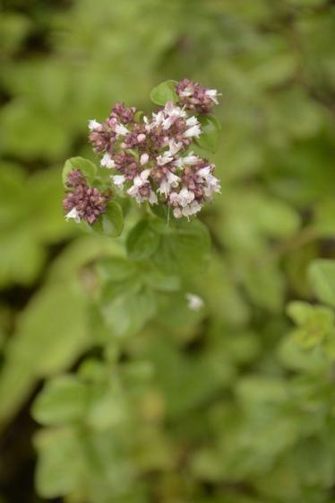Wild Marjoram (Origanum vulgare)