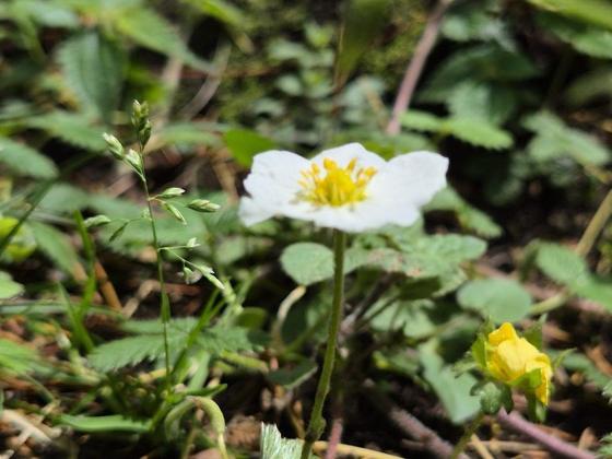 Himalayan Strawberry (Fragaria nubicola)
