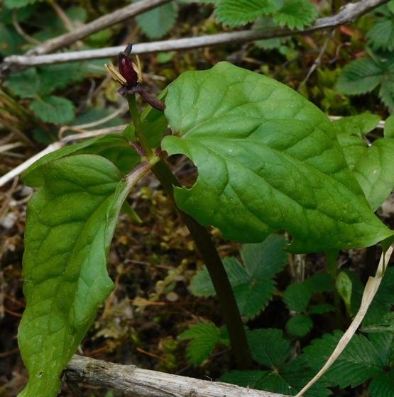Nag Chhatri (Himalayan Trillium) (Trillium govanianum)