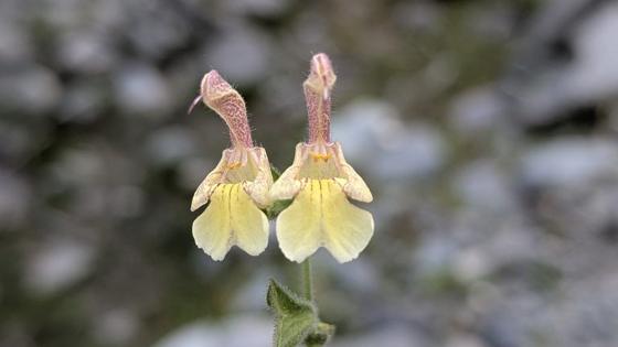 Himalayan Yellow Sage (Salvia nubicola)