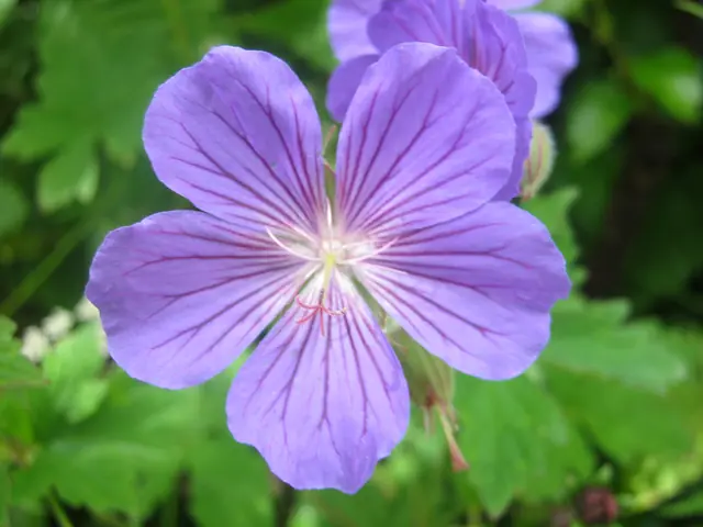A blue Himalayan geranium