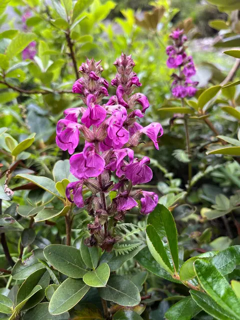 A pink wildflower on the way to the valley