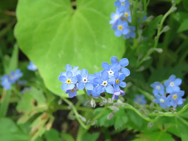 Alpine forget-me-not (Myosotis alpestris)