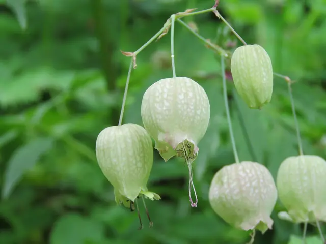 Bladder campion (Silene vulgaris)