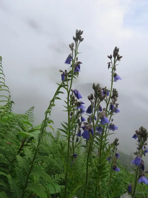 Blue Jacob's ladder (Polemonium caeruleum)