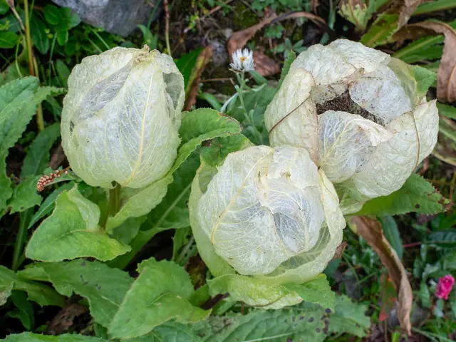 Brahma Kamal (Saussurea obvallata), the state flower of Uttarakhand