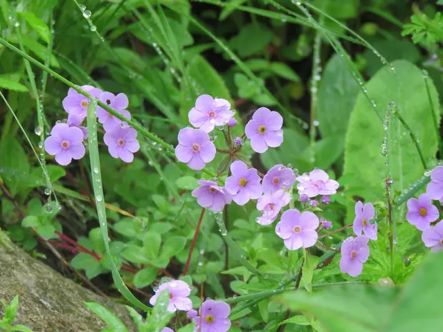Evergreen rock jasmine (Androsace sempervivoides)