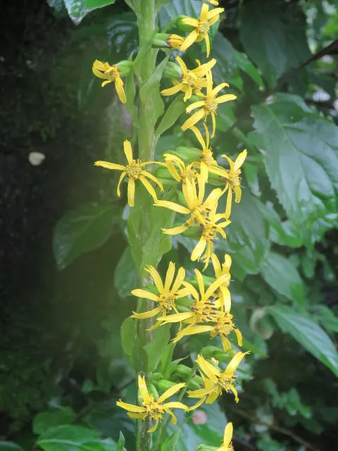 Fischer's ligularia (Ligularia fischeri)