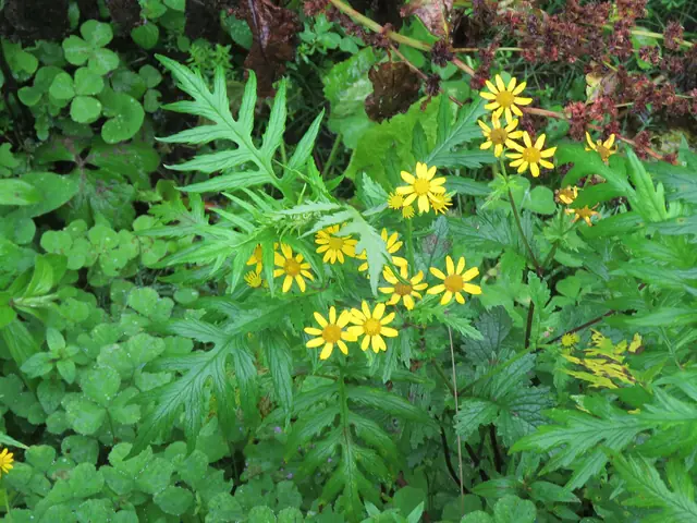Graceful senecio (Senecio graciliflorus)