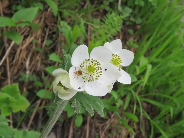 Grape-leaved anemone (Anemone vitifolia)