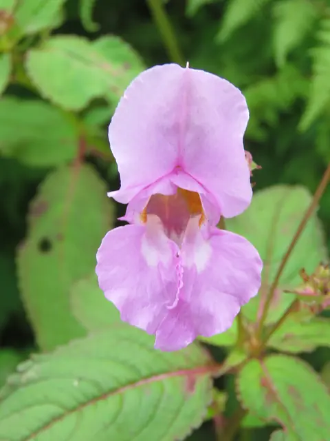 Himalayan balsam (Impatiens glandulifera)