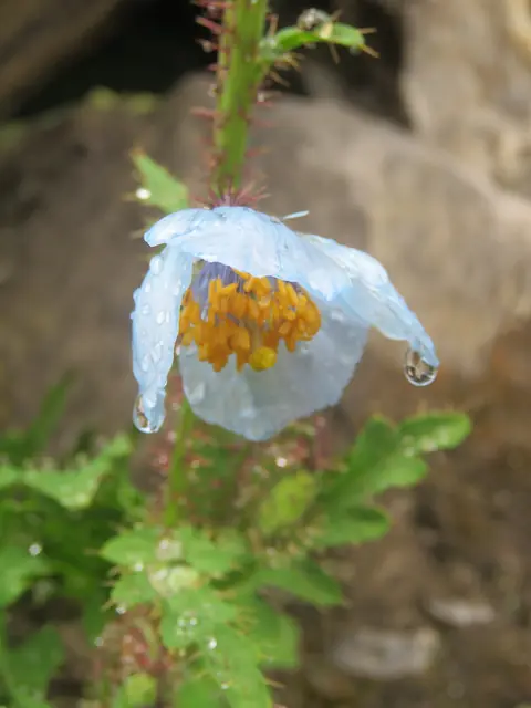 Himalayan blue poppy (Meconopsis aculeata)