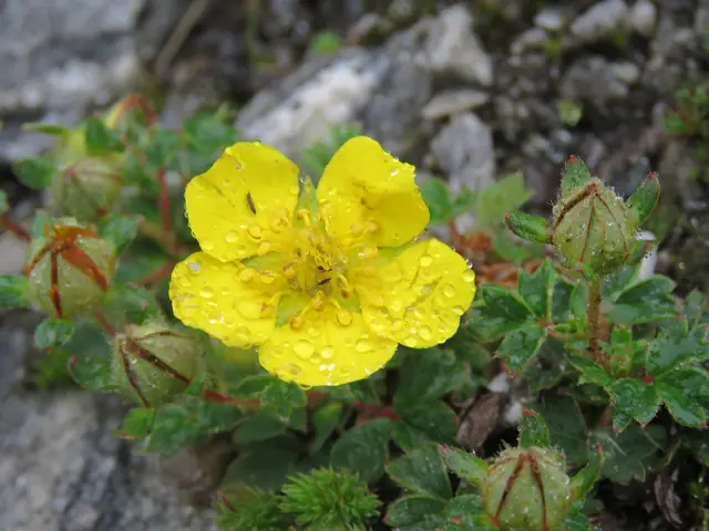 Himalayan cinquefoil (Potentilla cuneifolia)
