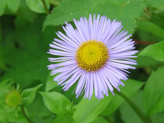 Himalayan fleabane (Erigeron multiradiatus)