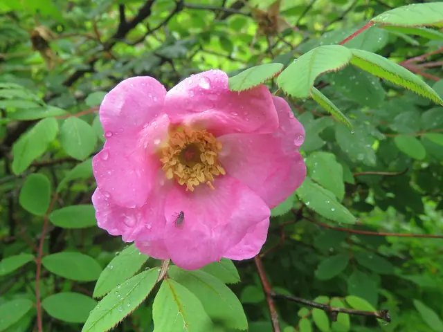 Himalayan rose (Rosa macrophylla)