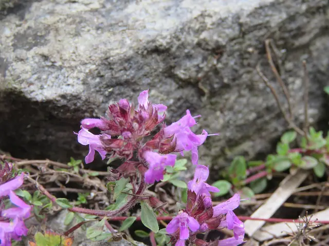 Himalayan thyme (Thymus linearis)